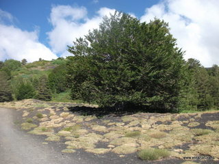 nte Nero delle Concazze-30-06-2013 09-38-05